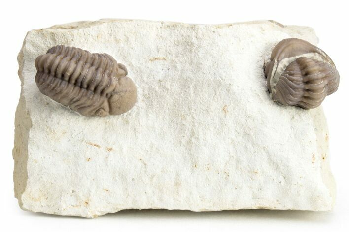 Two Nice Paciphacops Trilobites (One Enrolled & One Prone) #226583
